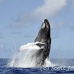 whale_humpback_h_00394_dom2441.jpg